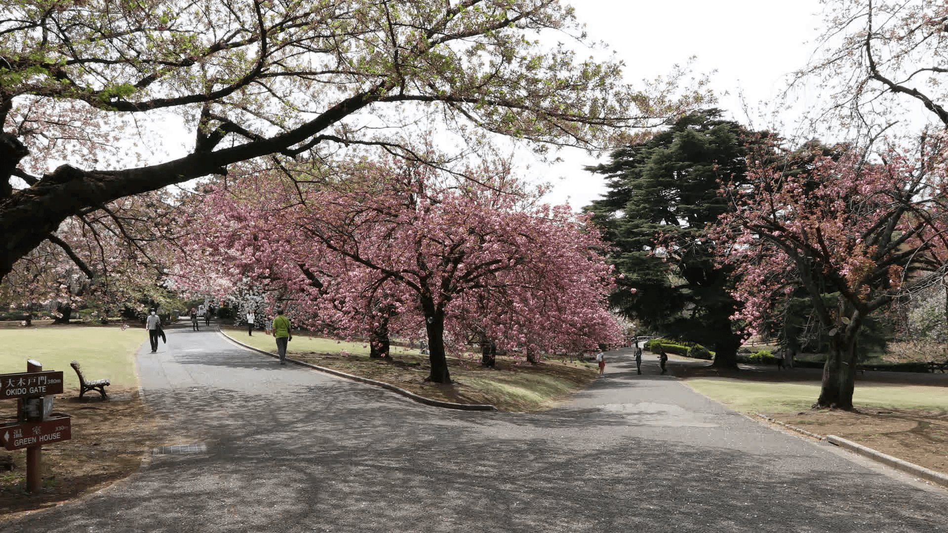 Videoblocks The Japanese Garden With Cherry Blossom Inside Shinjuku