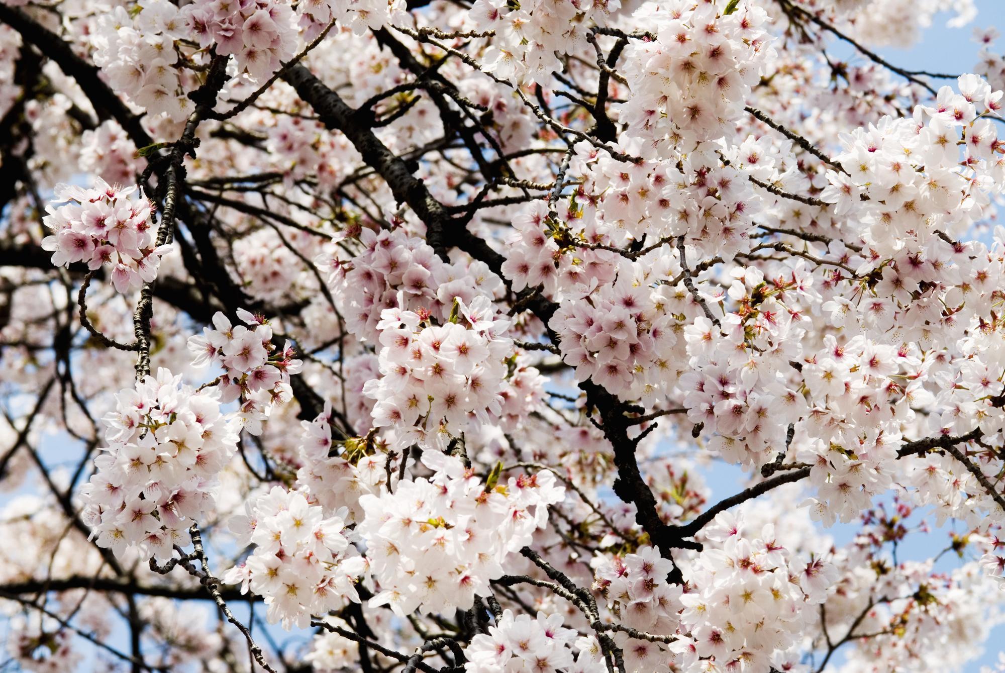 Cherry Blossom, Shinjuku Gyoen Park Wall Mural