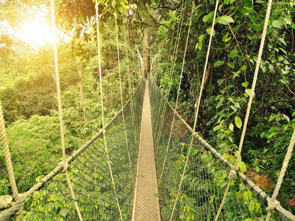 Discover A 130 Million–Years Old Rainforest, Taman Negara. Must See