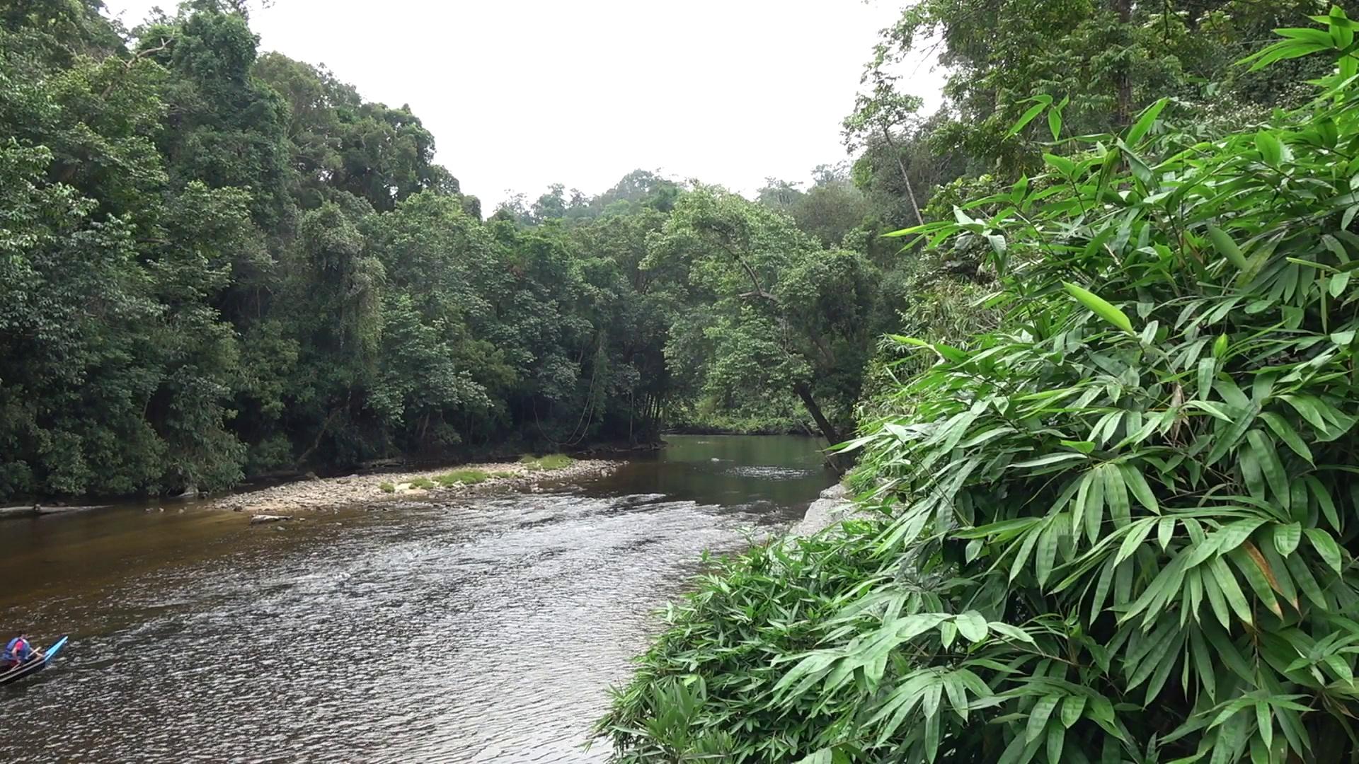 Ecotourism, Taman Negara, Malaysia Stock Video