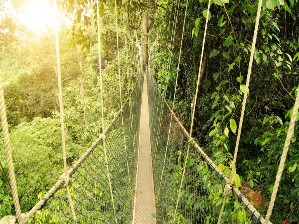 Taman Negara of the World's Oldest Tropical Rainforest