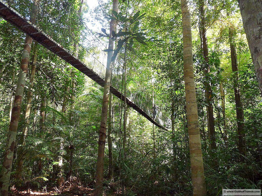 Trekking the Taman Negara Rainforest. Guide of Traveller