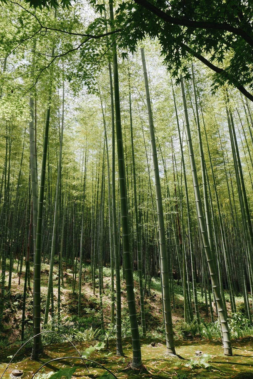 Arashiyama Bamboo Forest, Kyoto, Japan Picture. Download Free
