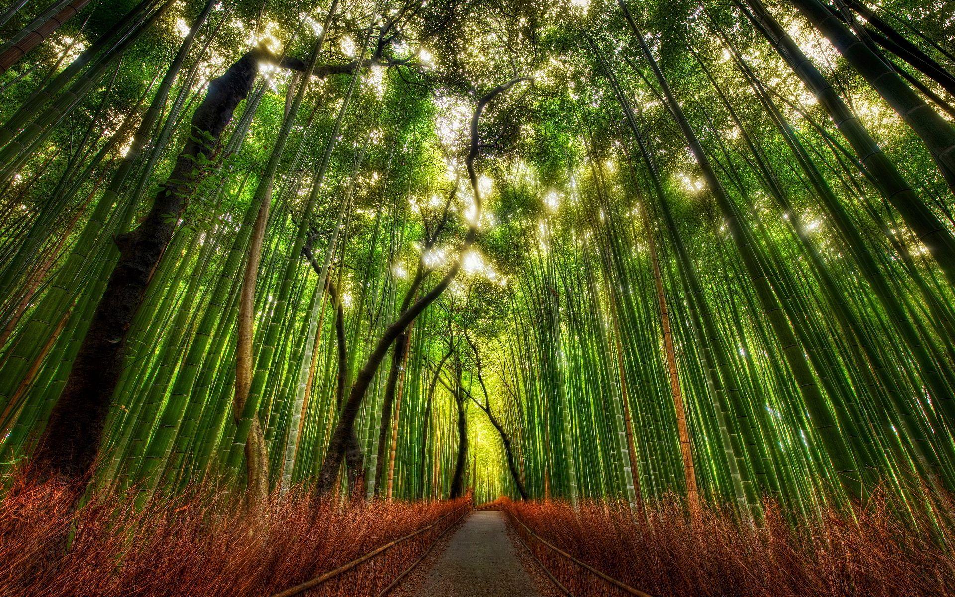 Bamboo Forest Arashiyama, Kyoto. Japan. Bamboo