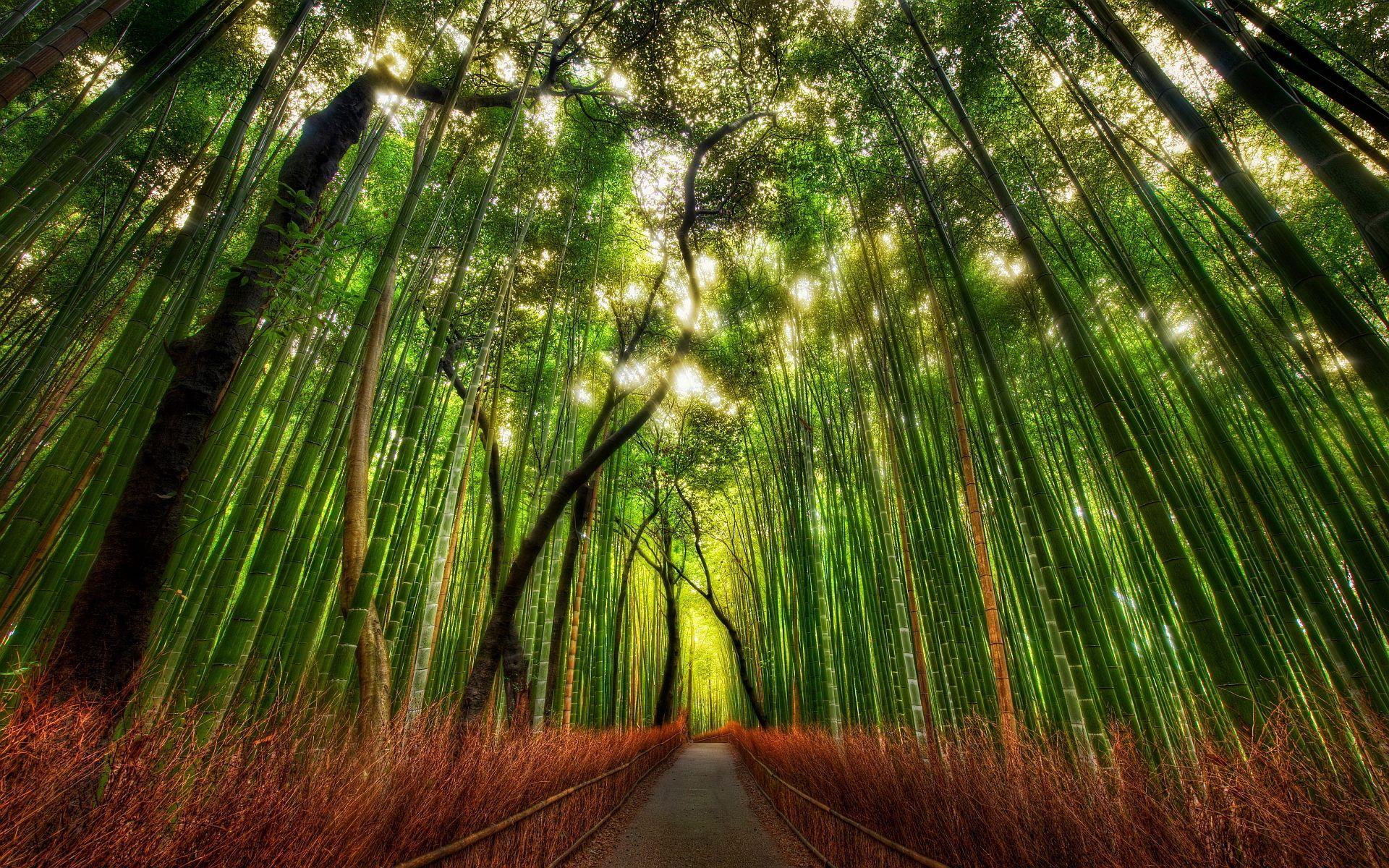 Arashiyama Wallpapers Wallpaper Cave Arashiyama Wallpapers Wallpaper Cave