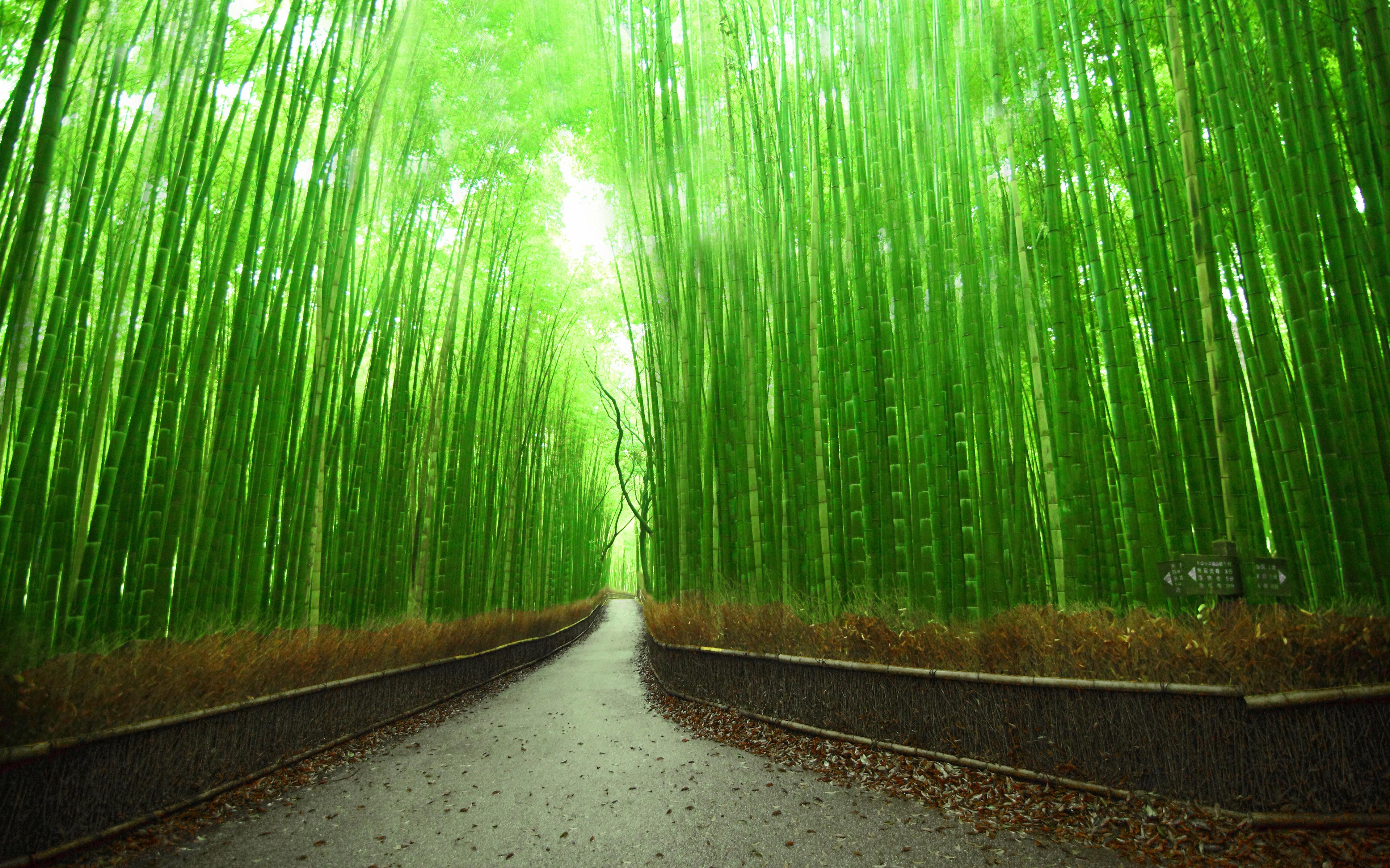 Bamboo Forest HD Wallpaper