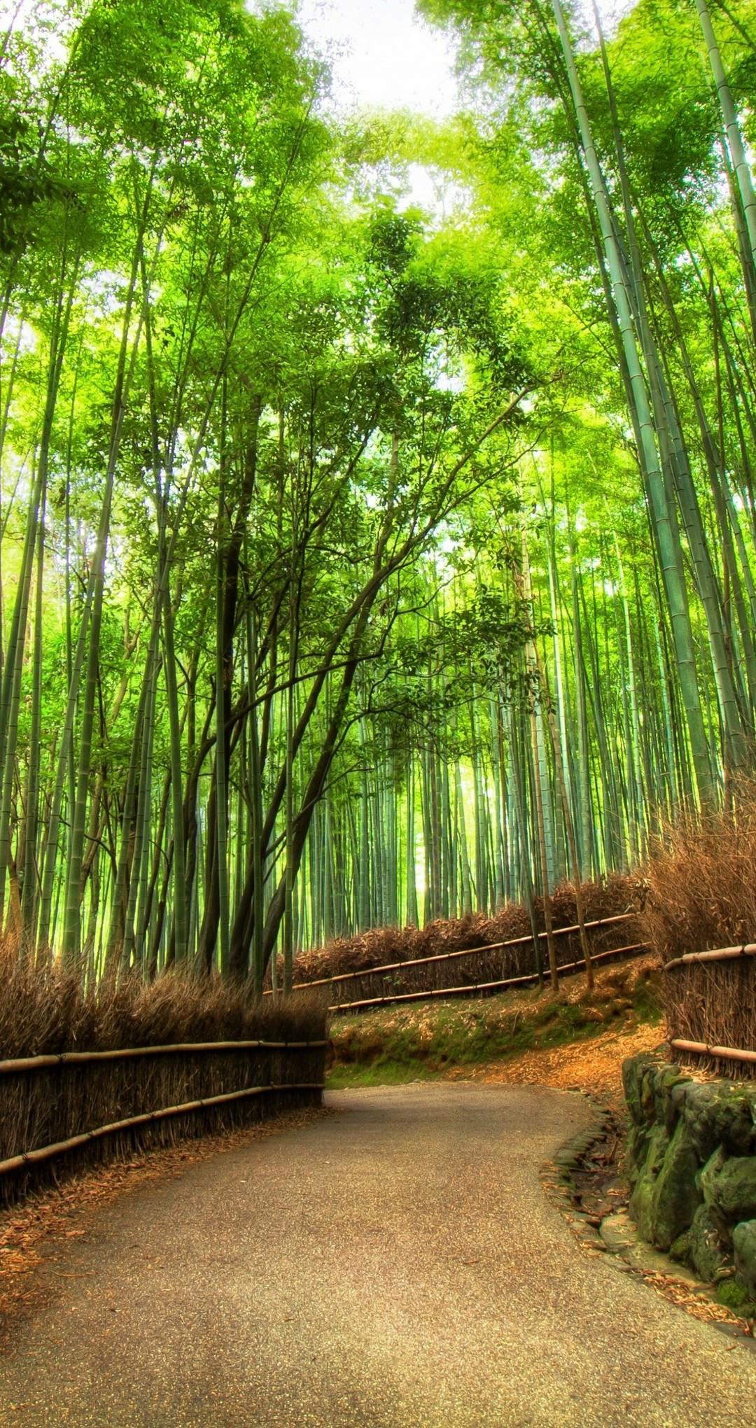 Bamboo Grove Wallpaper New Arashiyama Bamboo Grove