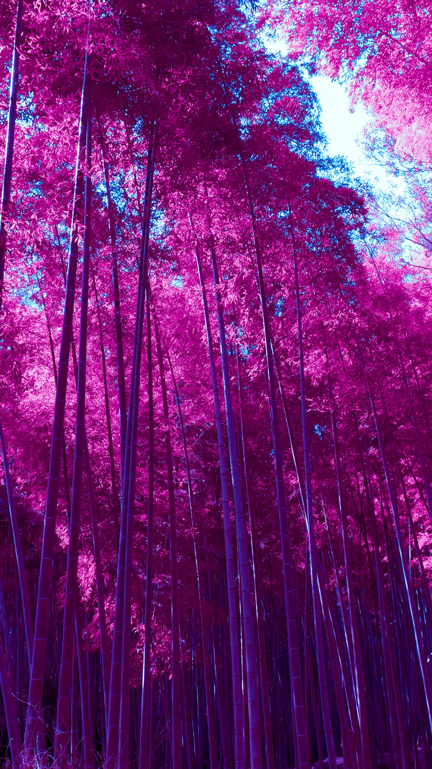 Wallpaper Arashiyama Bamboo Grove, Forest, Infrared, Pink, HD