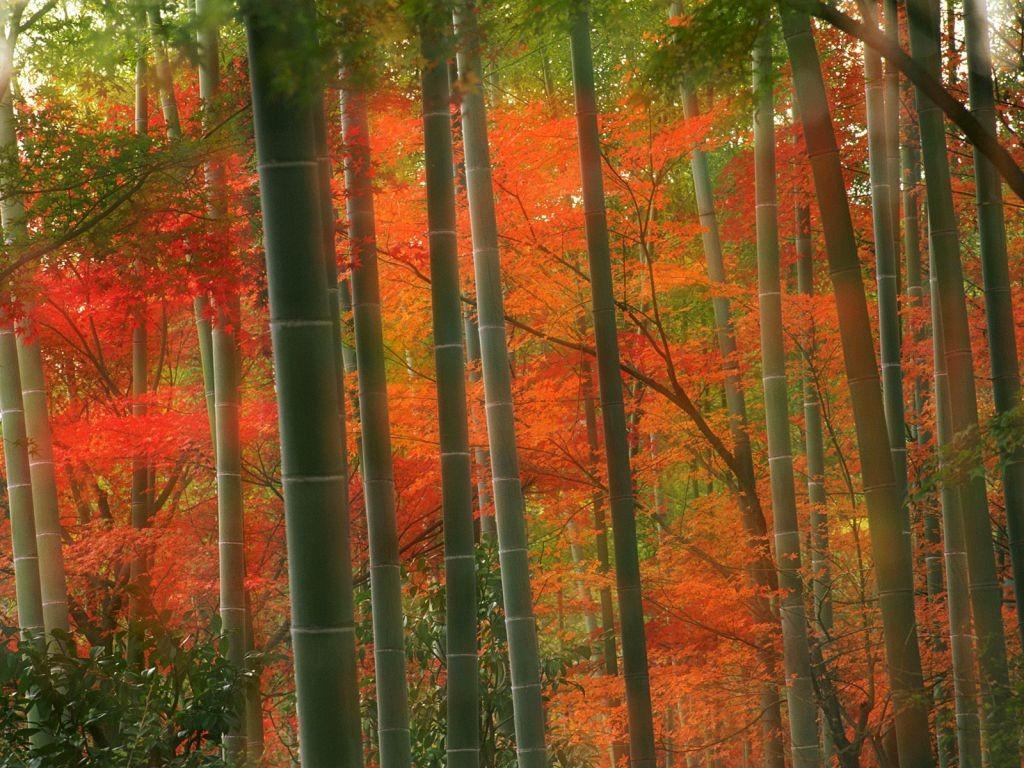 Arashiyama Tag wallpaper: Forest Japan Arashiyama Kyoto Autumn