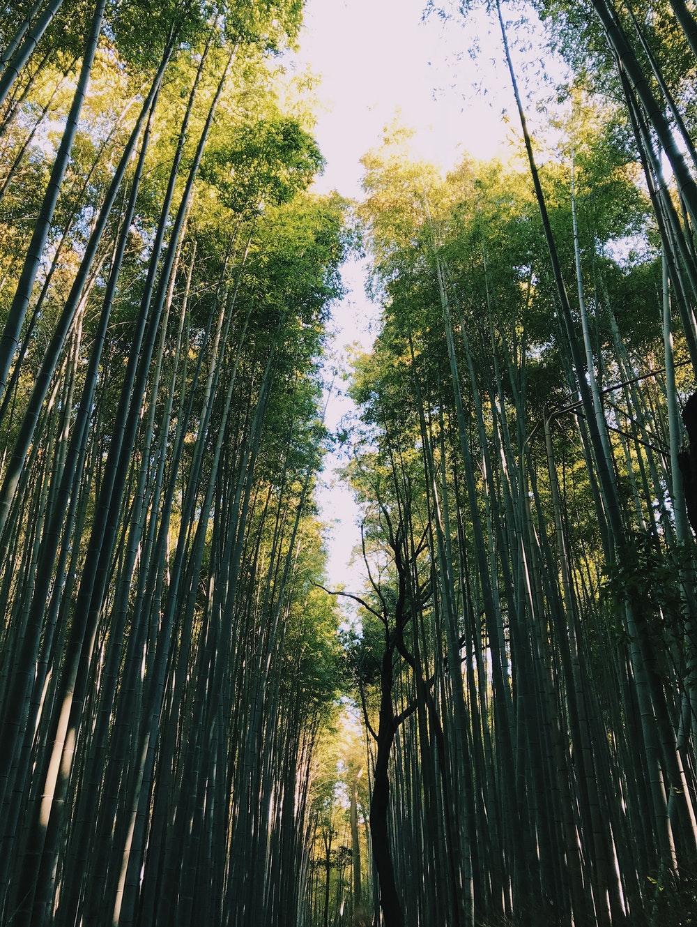 Arashiyama Bamboo Grove, Kyoto, Japan Picture. Download Free