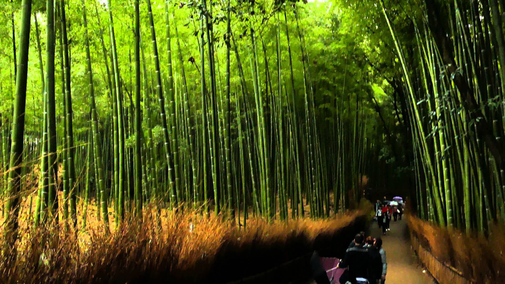 Bamboo Grove Wallpaper. Bamboo Forest Wallpaper 21 2559 X 1571 Imgnooz