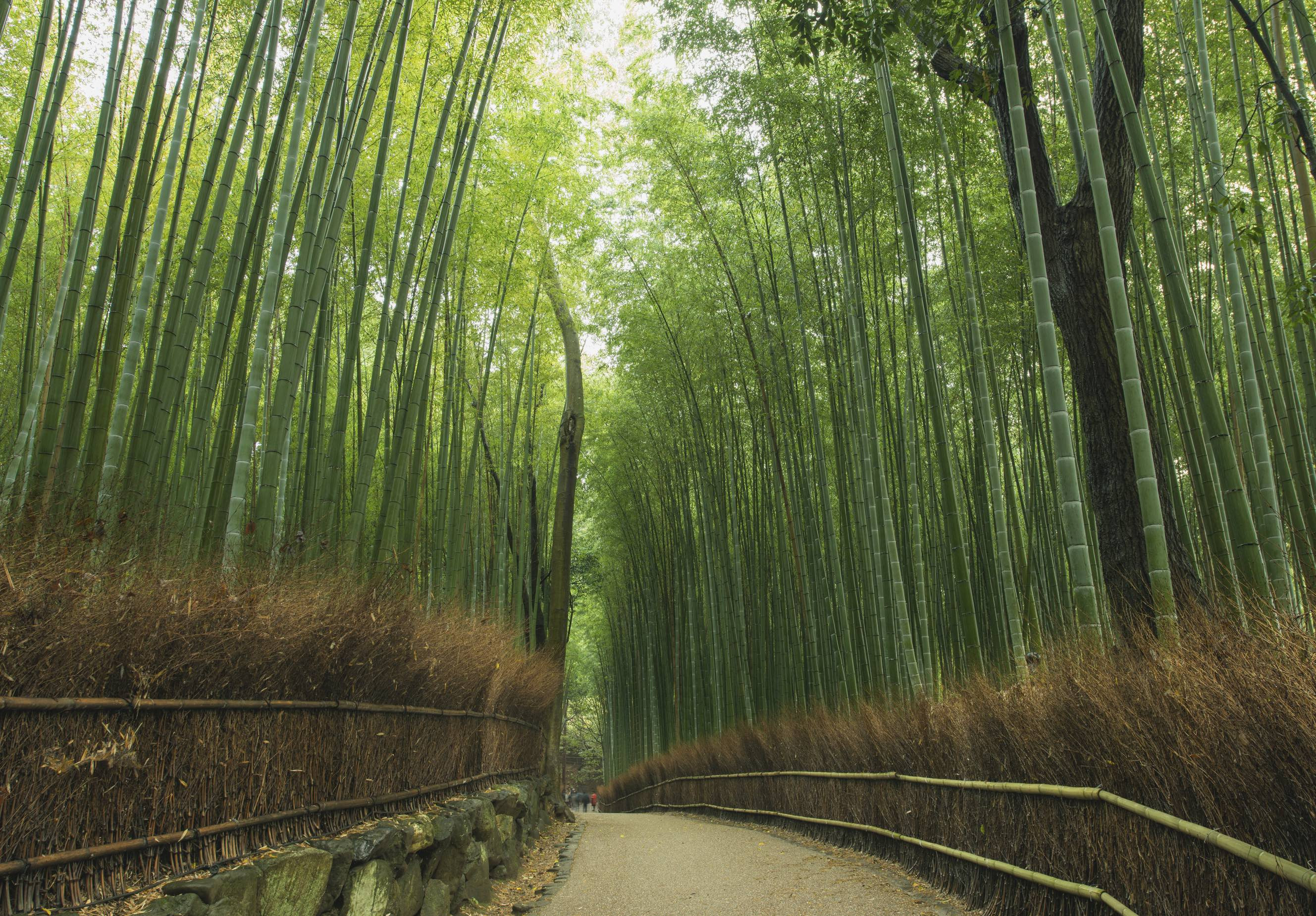 Bamboo Grove Wallpaper Beautiful Arashiyama Bamboo forest