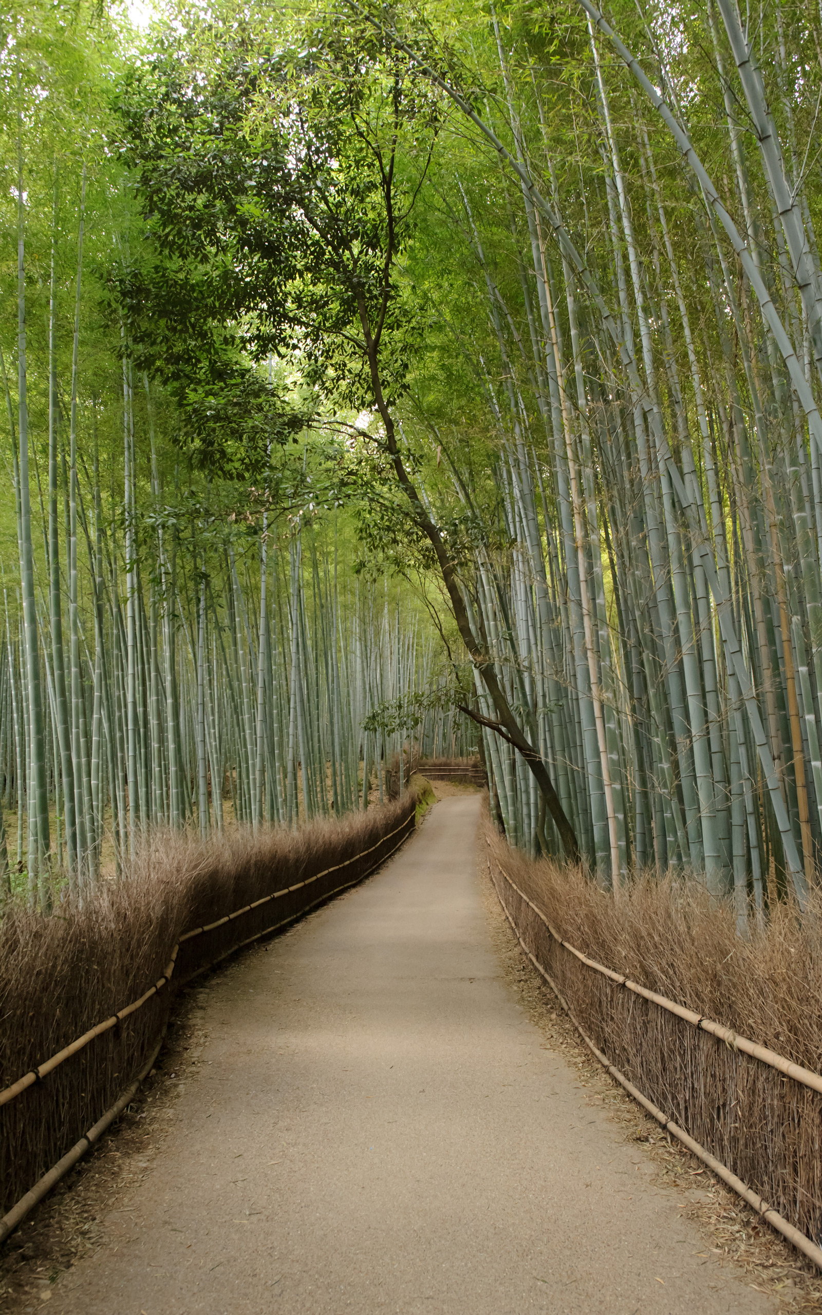Jeffrey Friedl's Blog Mike Bennett's Last Day in Kyoto: Arashiyama