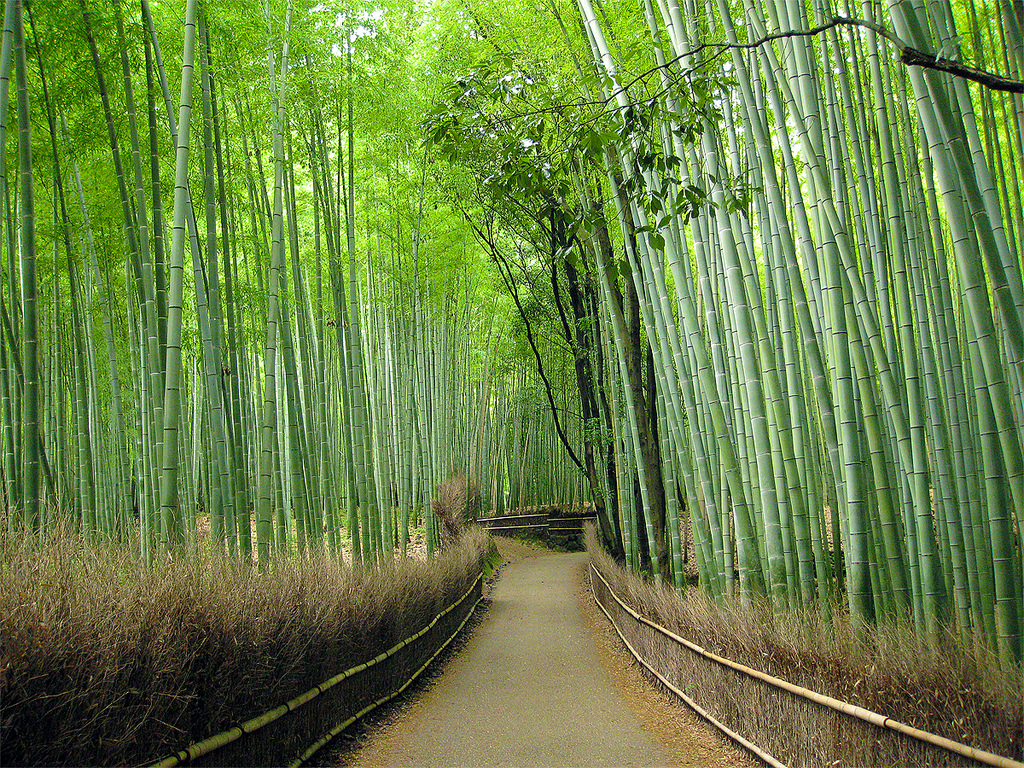 UC 70. Sorted 1161.1 Kbytes, Bamboo Forest, Arashiyama, Kyoto, Japan