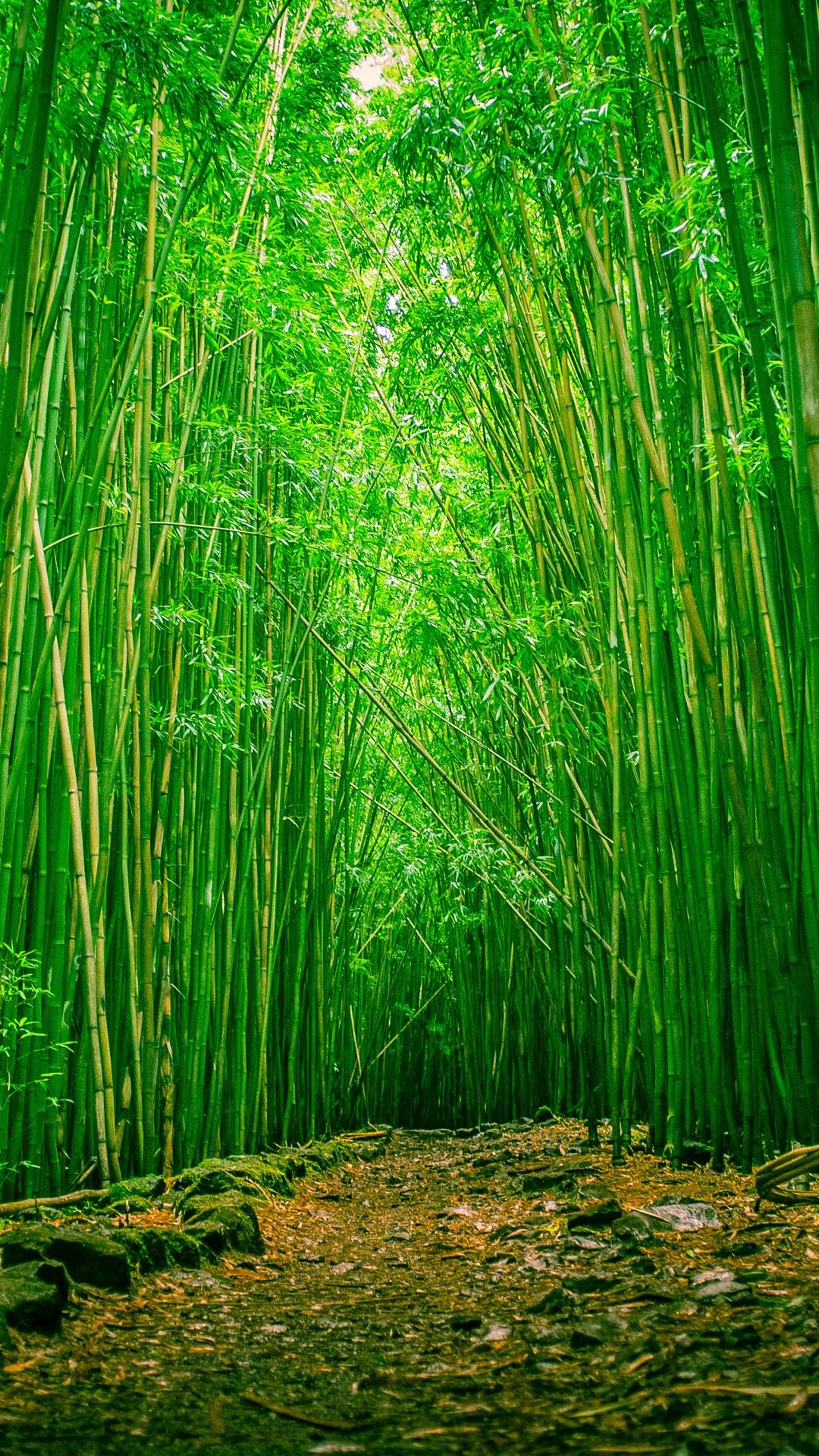 Bamboo Wallpaper iPhone 5. Arashiyama Bamboo Grove Kyoto Japan 4k