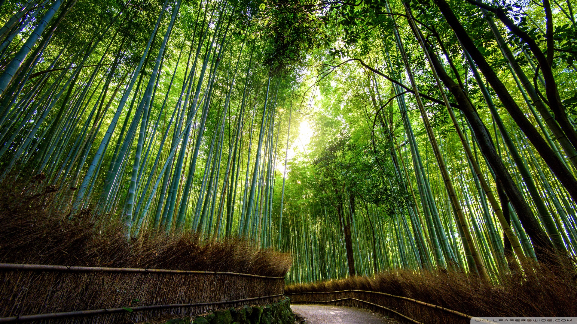 Quality Abraham Jefferson, Arashiyama Bamboo Forest in Kyoto, Japan