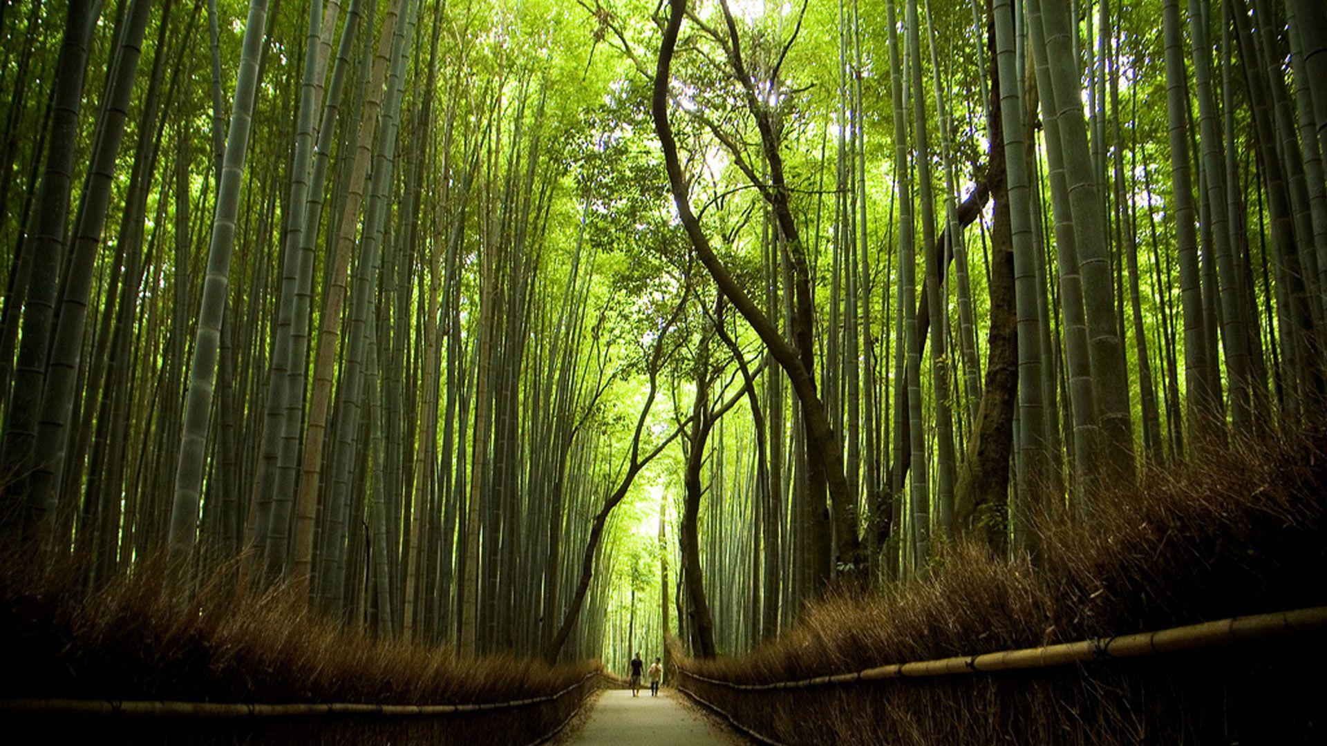 Wallpaper Sagano Bamboo Forest in Japan [1920x1080]. High Quality