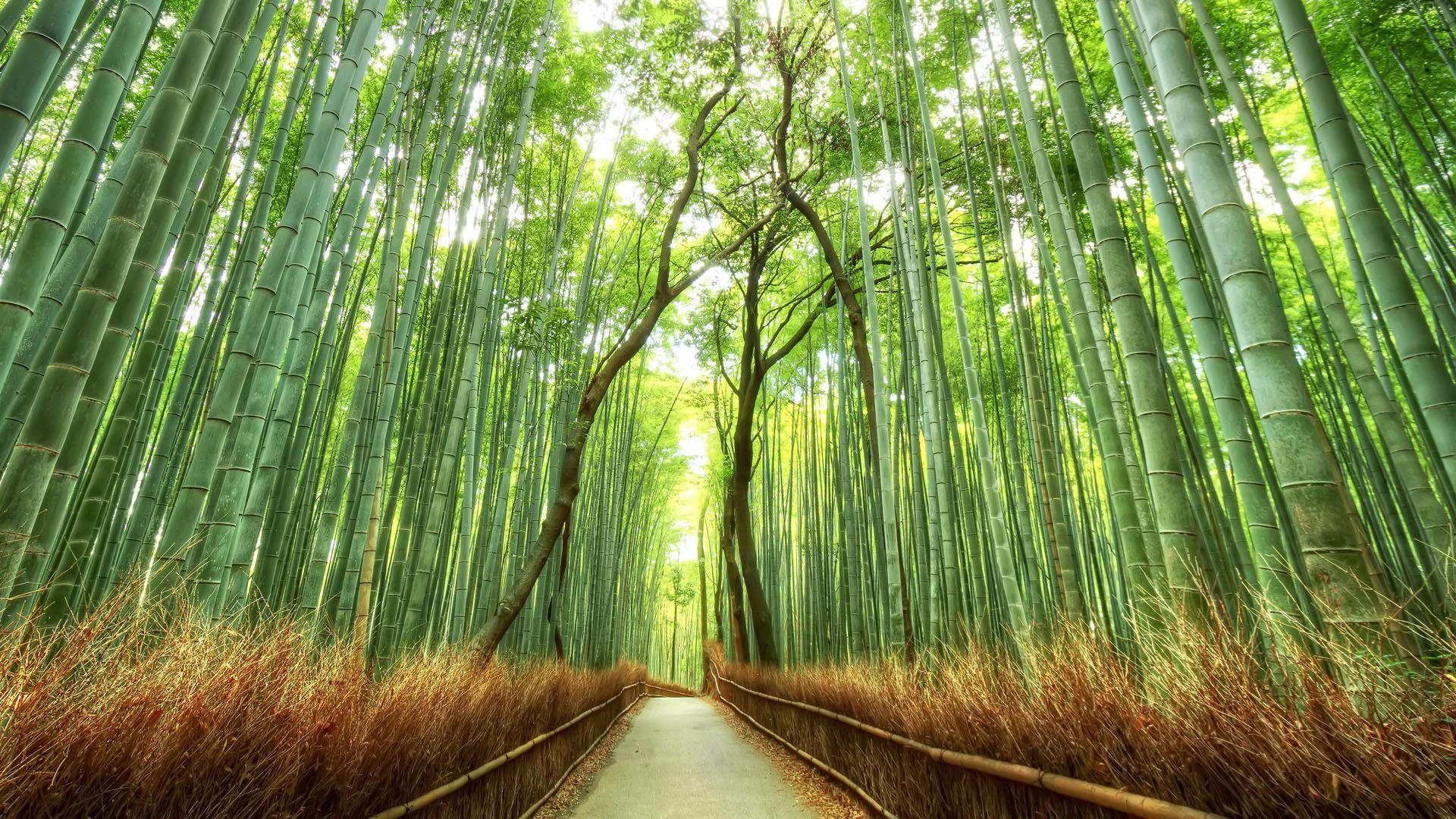 Sagano Bamboo Forest in Arashiyama Japan. Let's go. Japanese