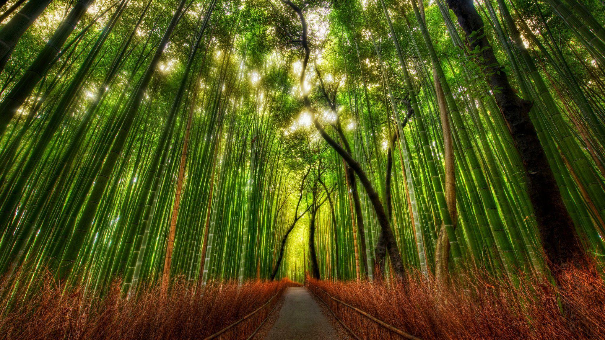 Bamboo Forest Kyoto Japan. Bamboo. Bamboo forest japan, HDR