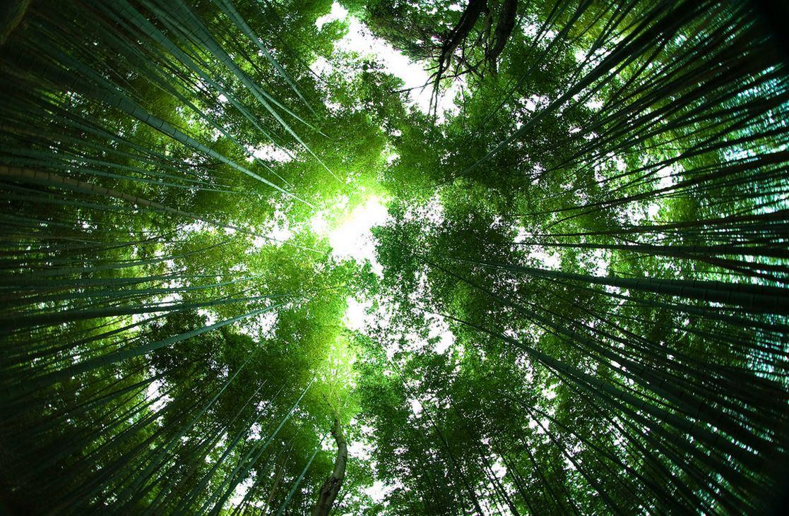 Sagano Bamboo Forest Japan- Charismatic Planet