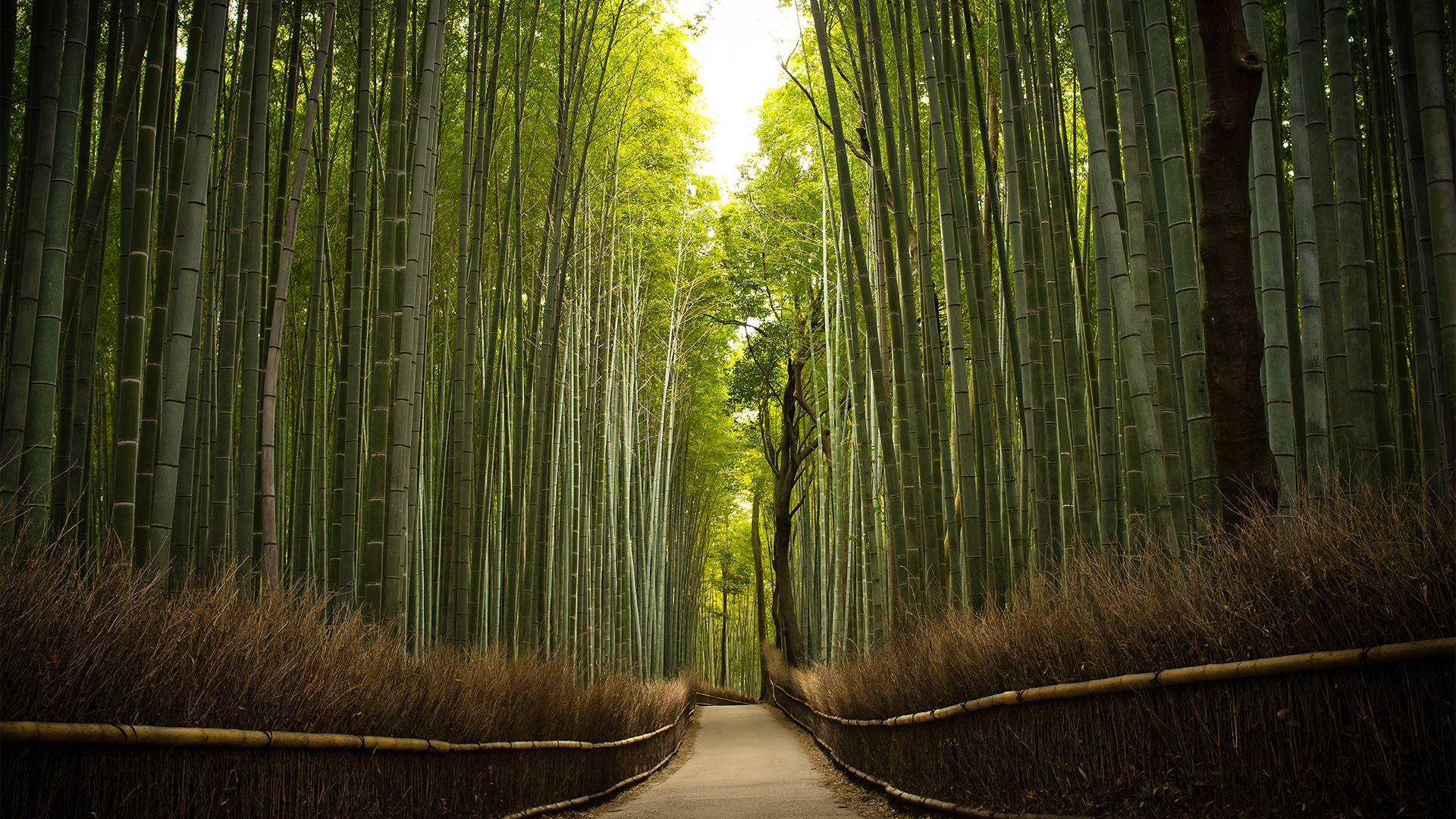 Bamboo Wallpaper. Bamboo Wallpaper, Bamboo