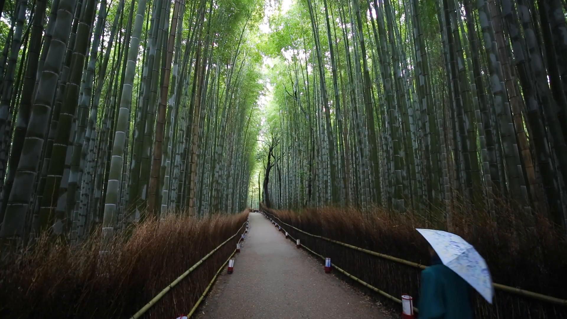 Bamboo Forest Japan Computer Wallpaper