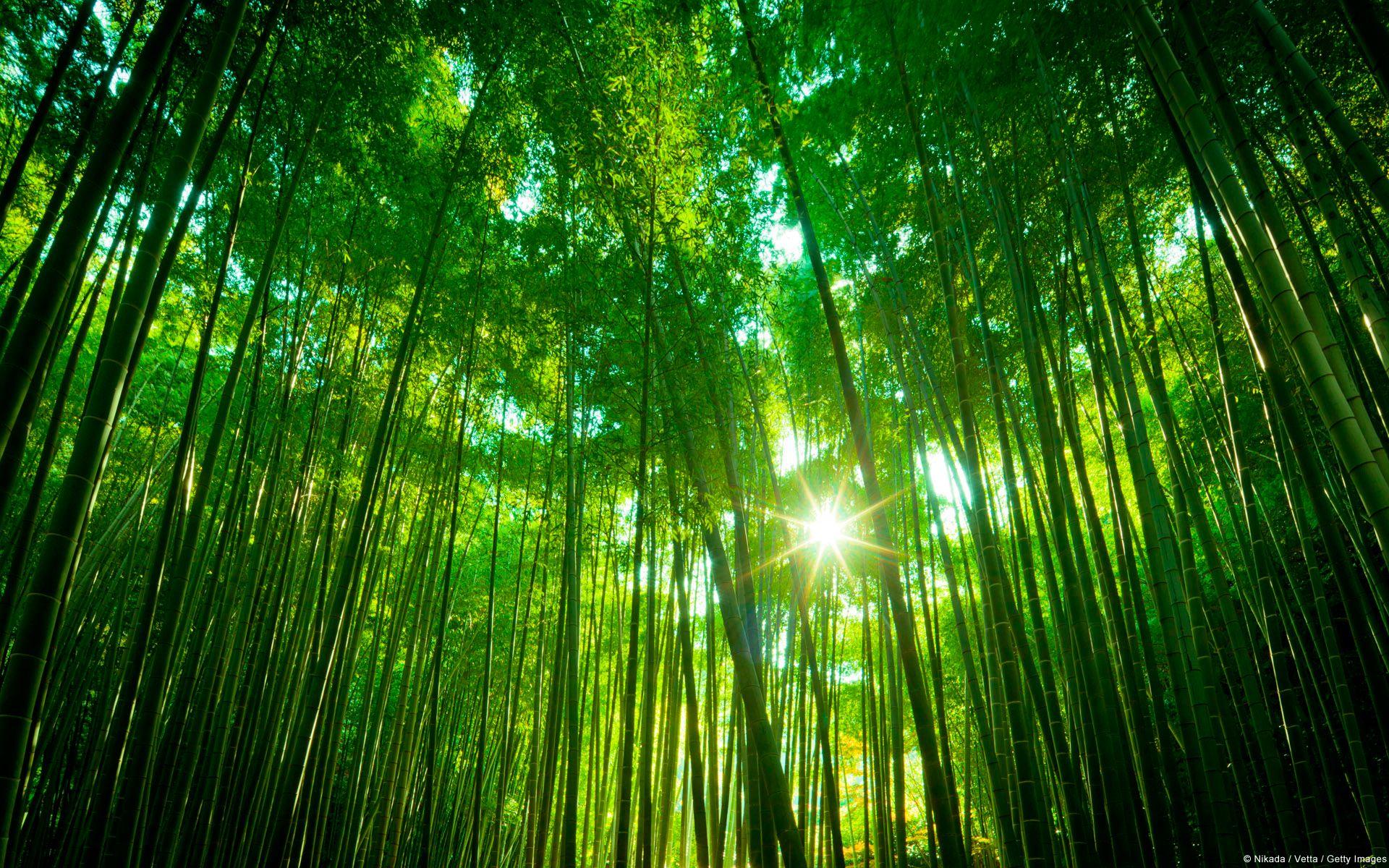 Featured Wallpaper. _Brands image. Bamboo forest japan, Bamboo