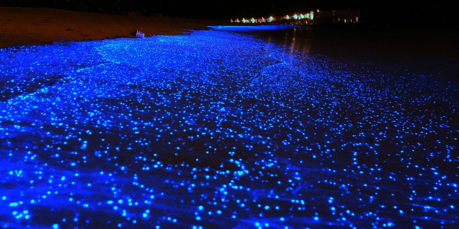 Sea of Stars on Vaadhoo Island, Maldives (Must See Blue Lights)