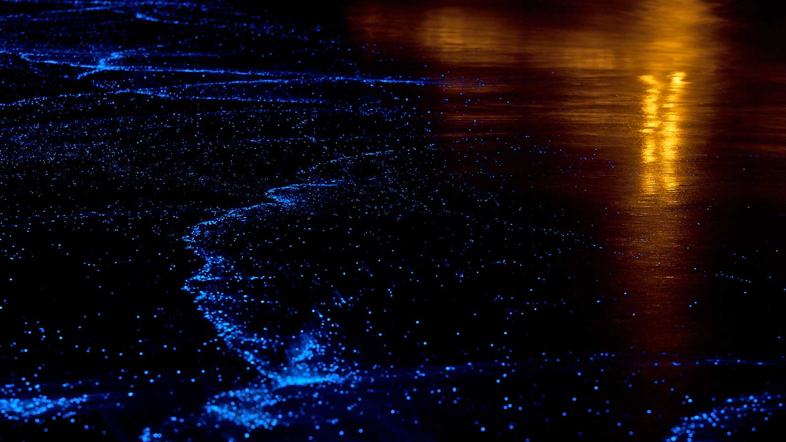 Sea of Stars Plankton in Maldives with TMA