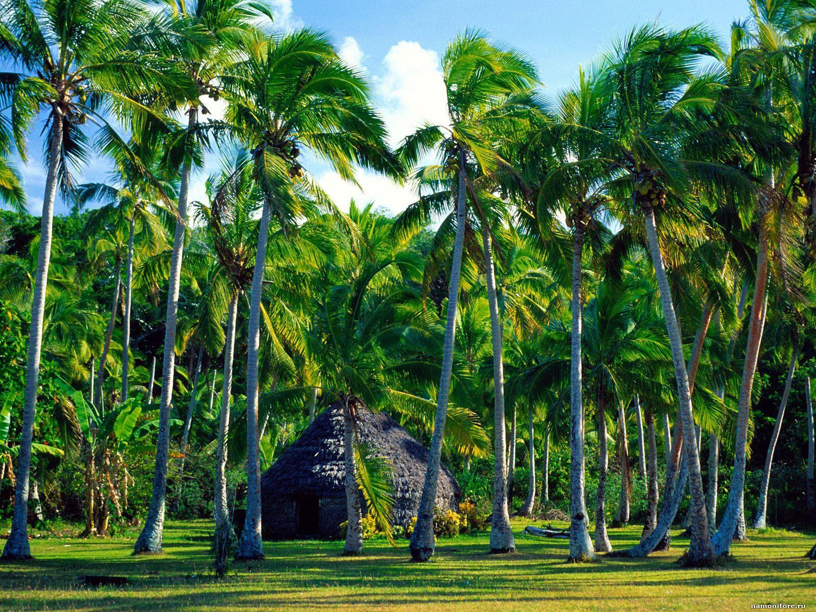 Traditional Hut, Lifou Island, New Caledonia photo, forest, green
