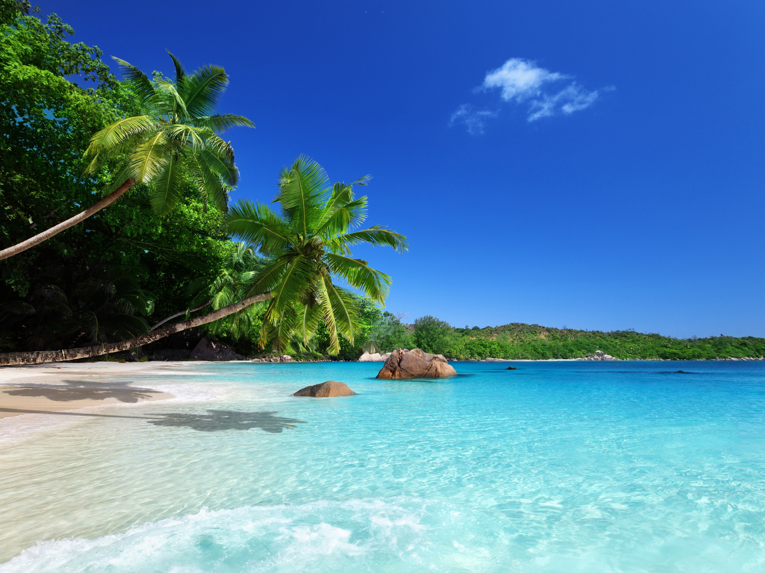 Wallpaper Tropical paradise, sunshine, beach, coast, sea, palm trees
