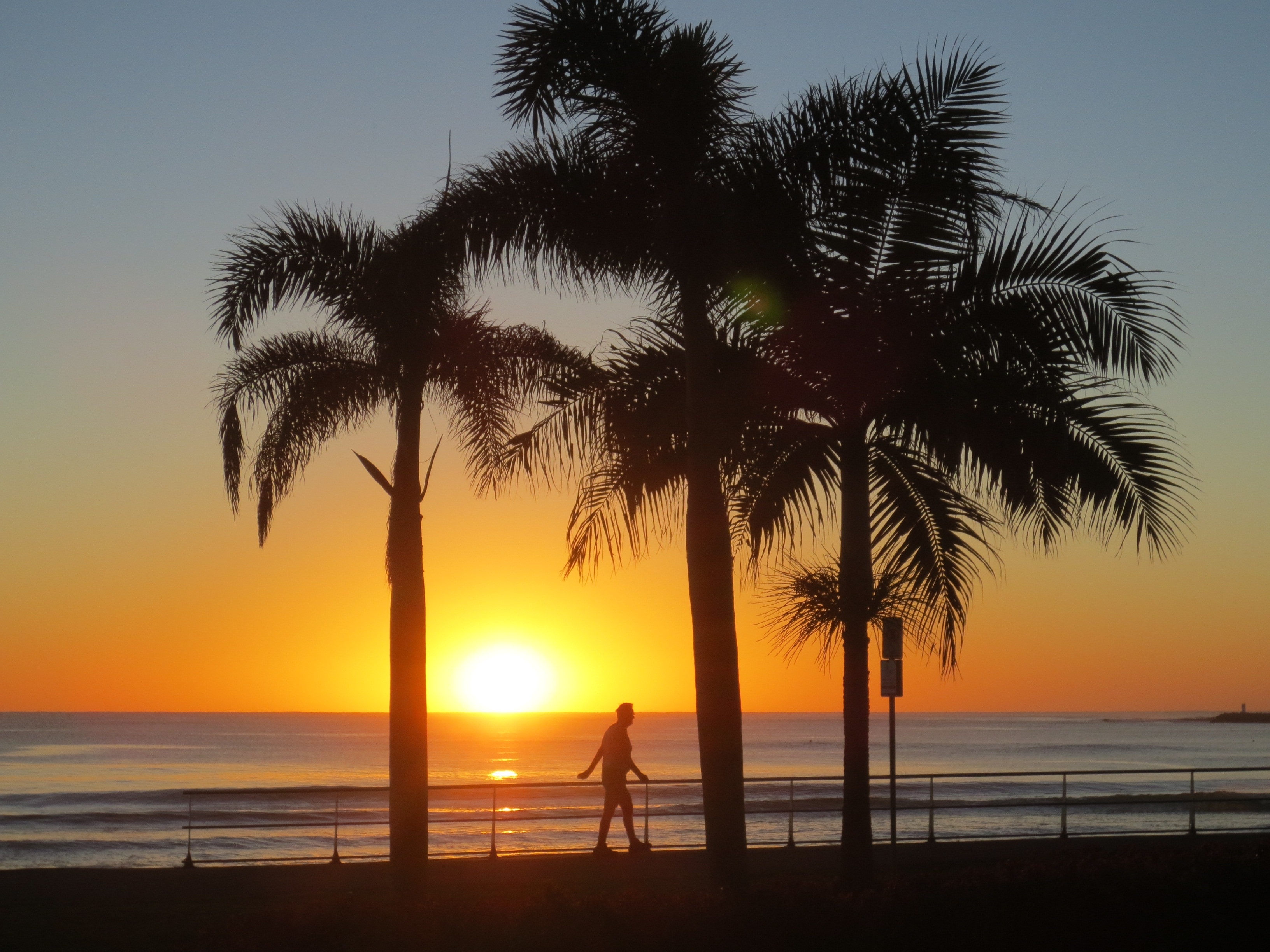 Sunshine Coast, Sunrise, Australia, palm tree, sunset free image