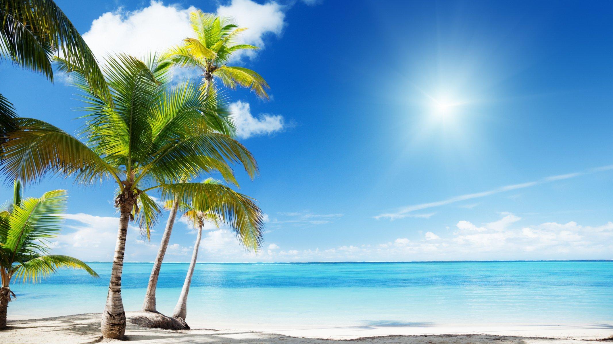 palm beach ocean paradise nature exotic HD wallpaper