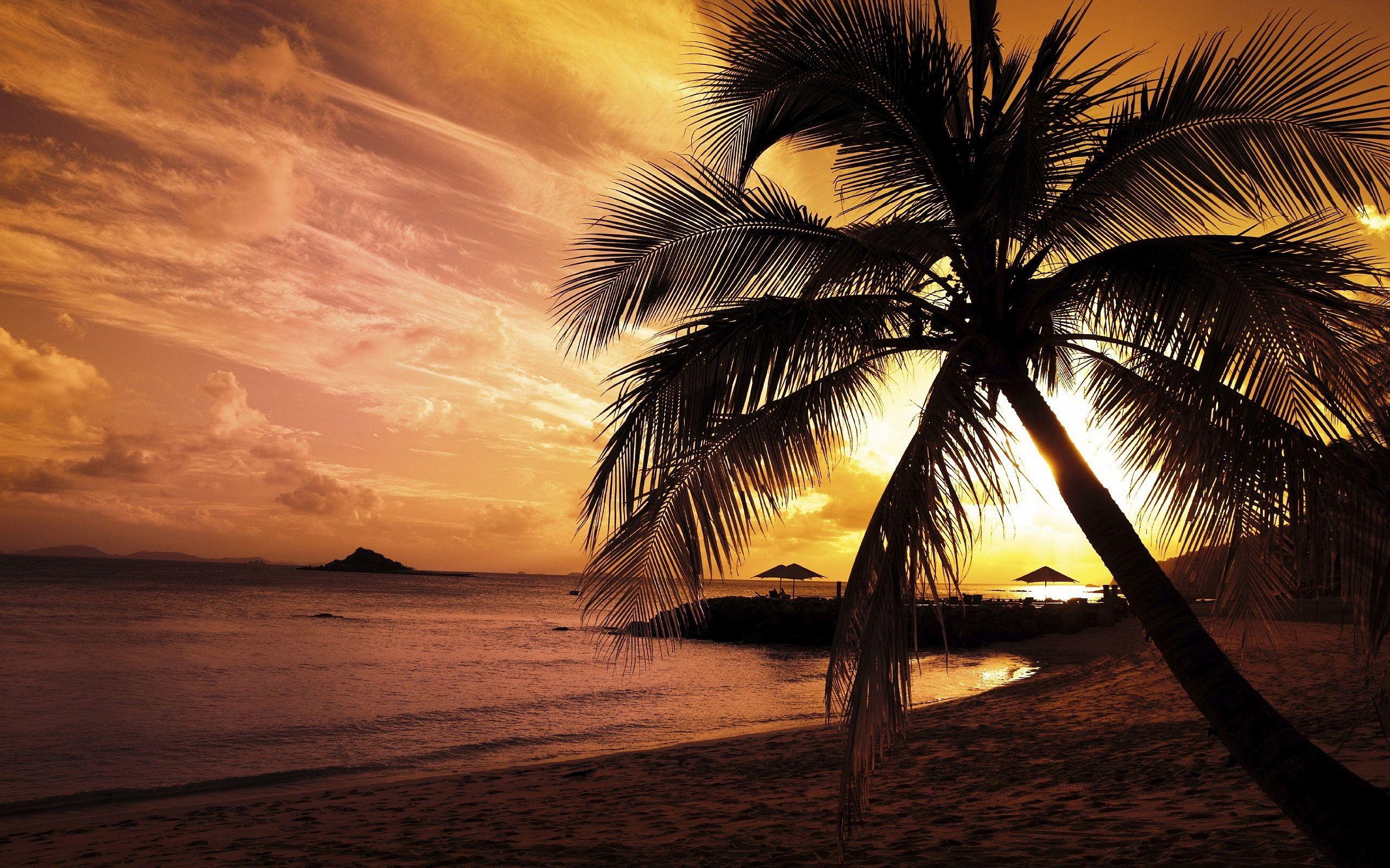 Sunset Beach Palm Wallpaper. Picture. LIVE LIFE!!! TRAVEL