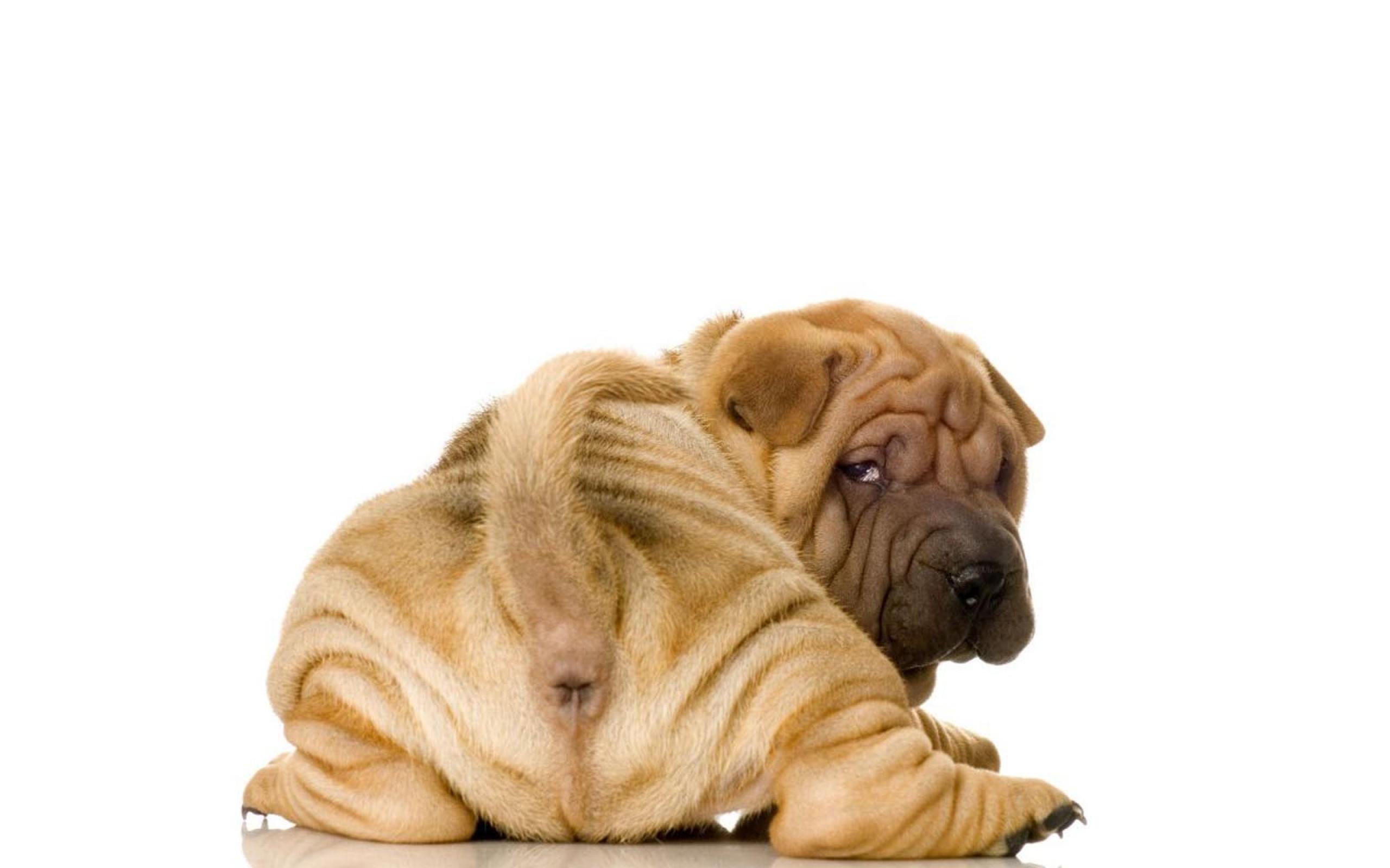 Shar Pei HD Wallpaper