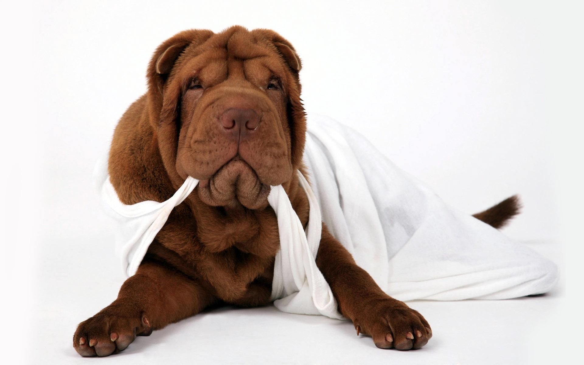 Wallpaper Shar Pei Dogs Animals