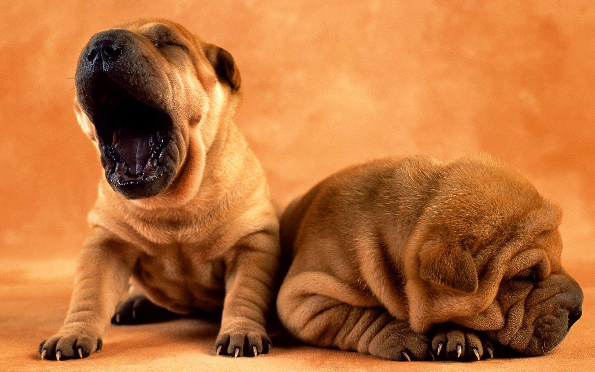 Shar Pei Wallpapers - Wallpaper Cave