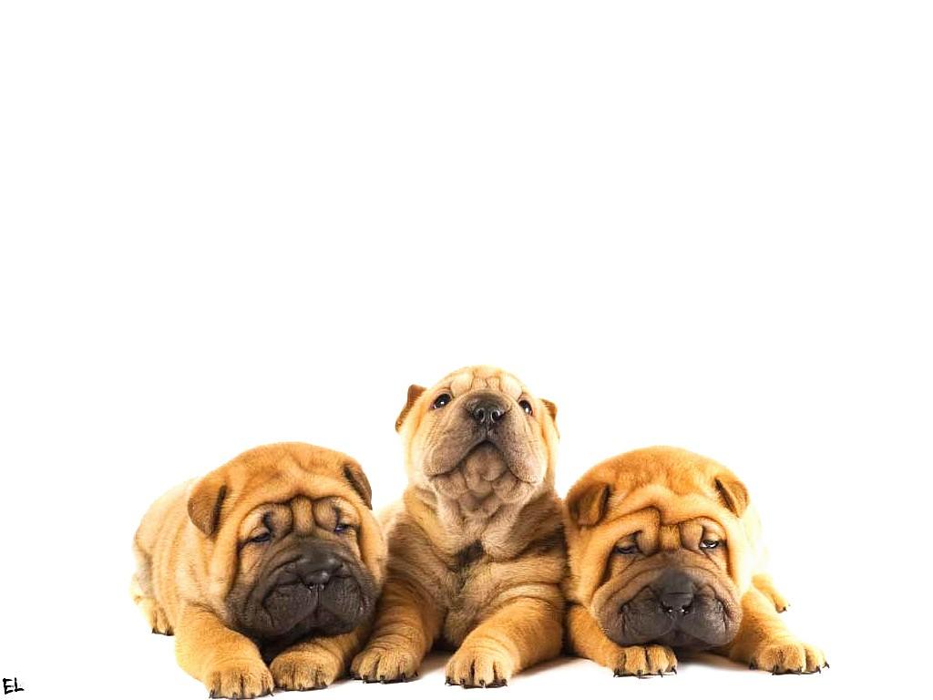 Shar Pei Wallpaper 21 X 768