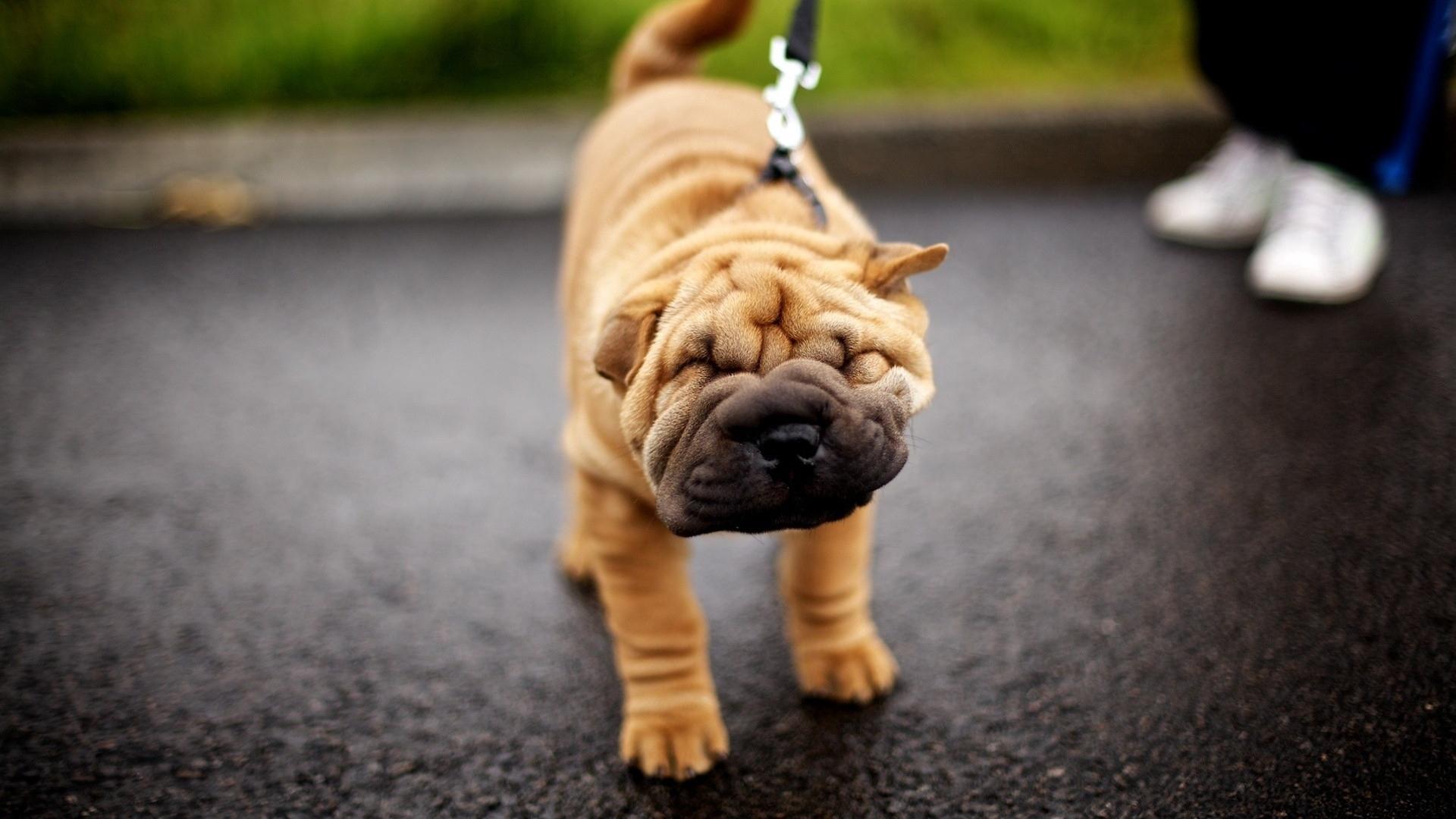Download wallpaper 1920x1080 shar pei, dog, face, folds, leash