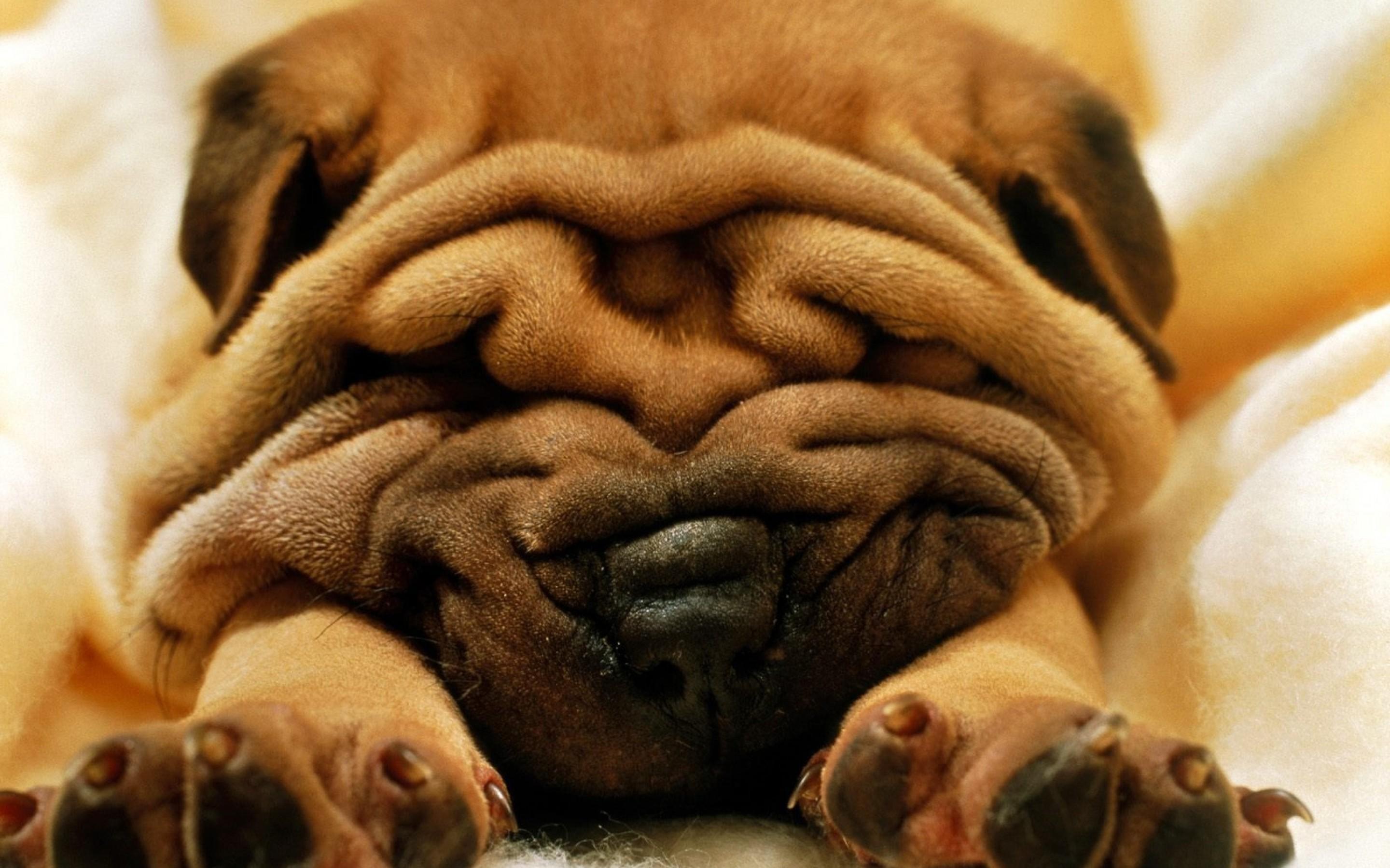 Shar Pei Wallpaperx1800