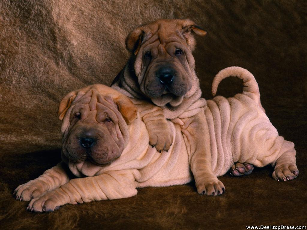 Desktop Wallpaper Animals Background Shar Peis