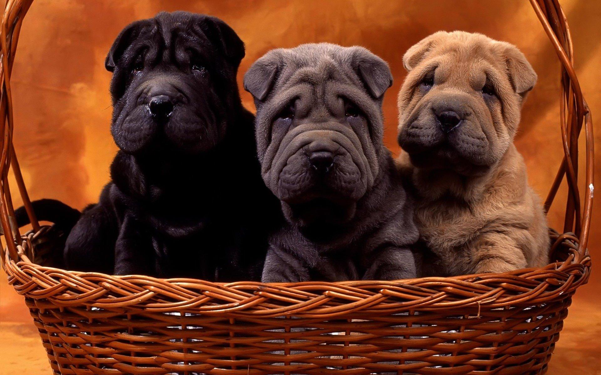 Shar Pei Puppies Wallpaper 6 X 1200