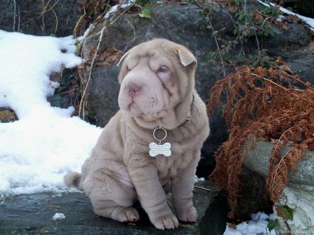Shar Pei Wallpaper Desktop Background