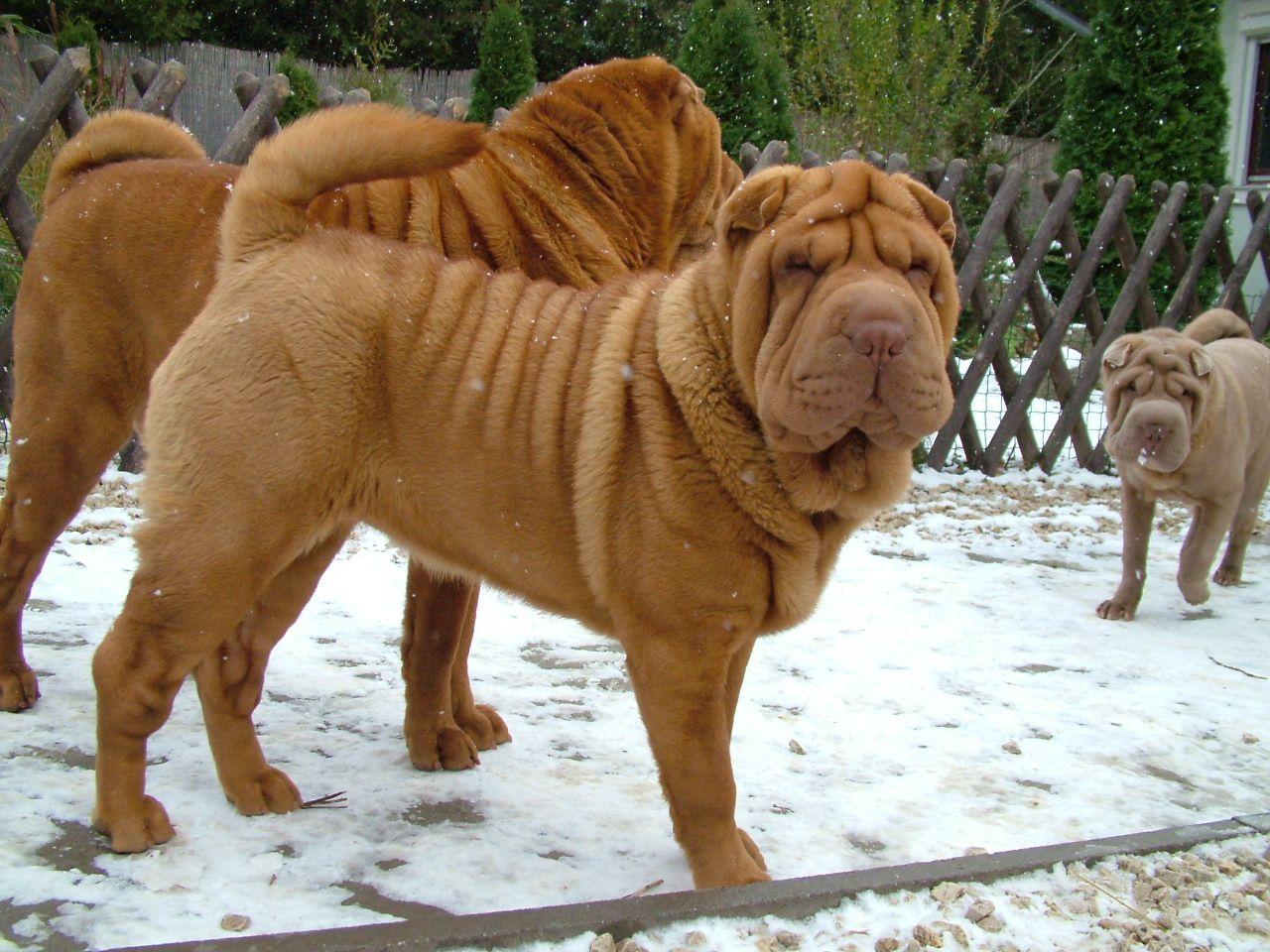 sharpei. Shar Pei dog in the snow photo and wallpaper. Beautiful