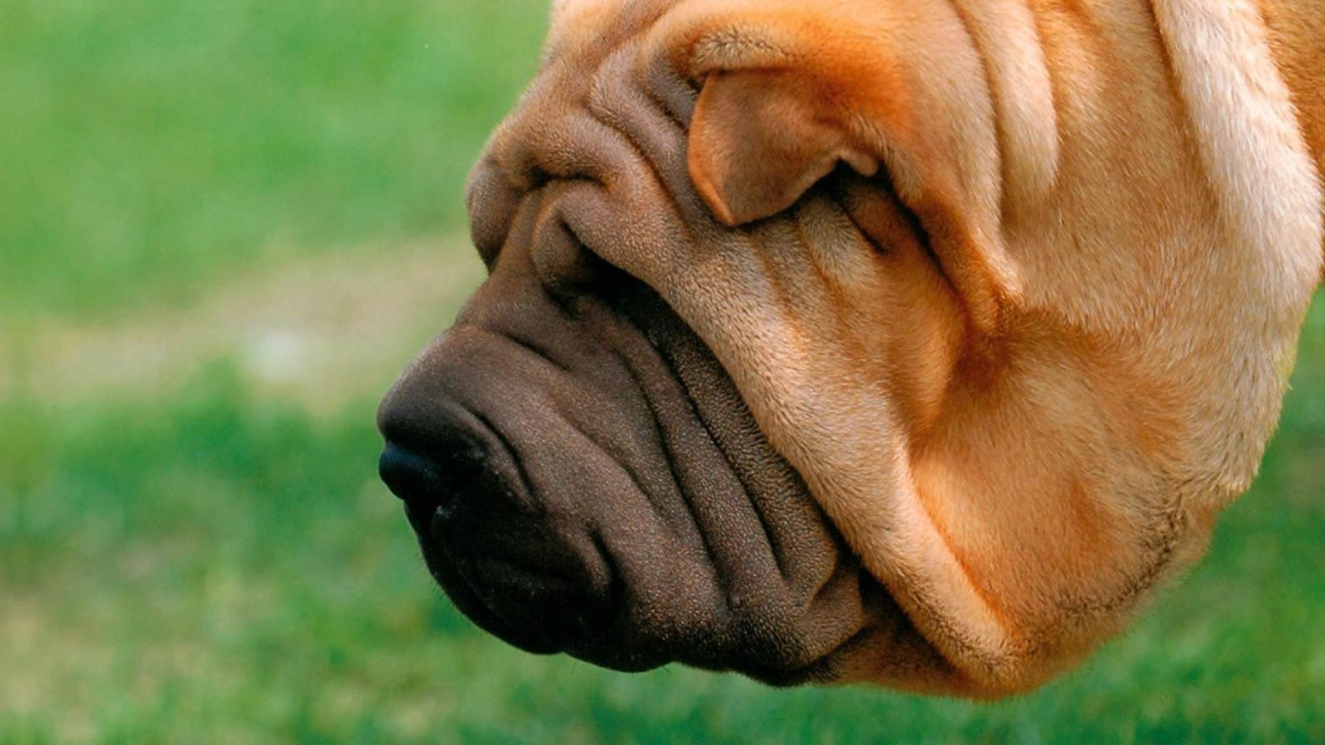 Shar Pei Wallpapers - Wallpaper Cave