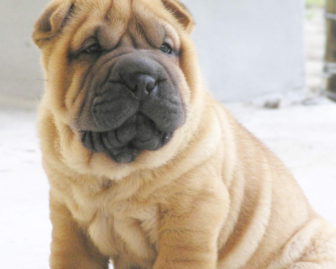 Animals Gallery The Shar Pei X 94511 Wallpaper wallpaper