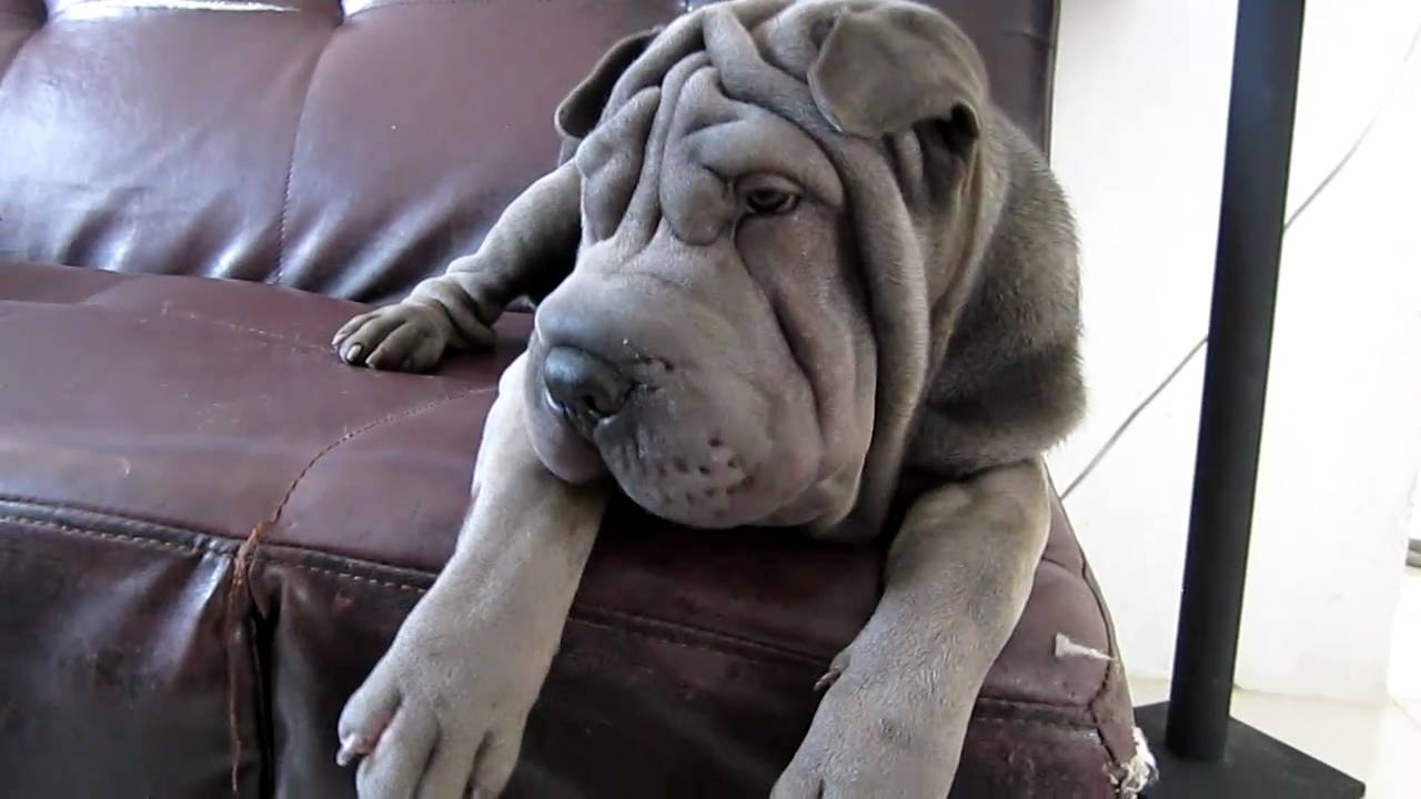 Shar Pei Wallpaperx720