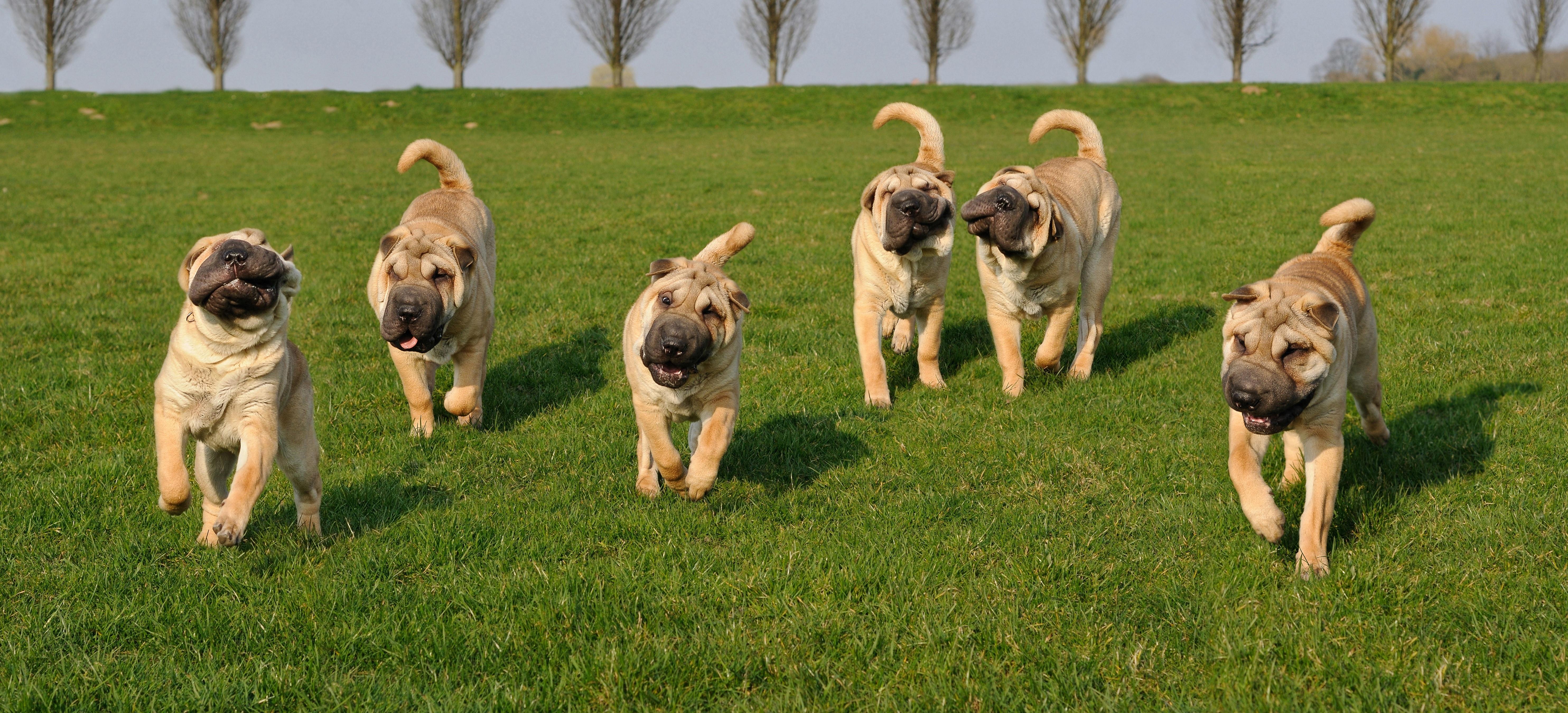 brown chinese shar pei free image