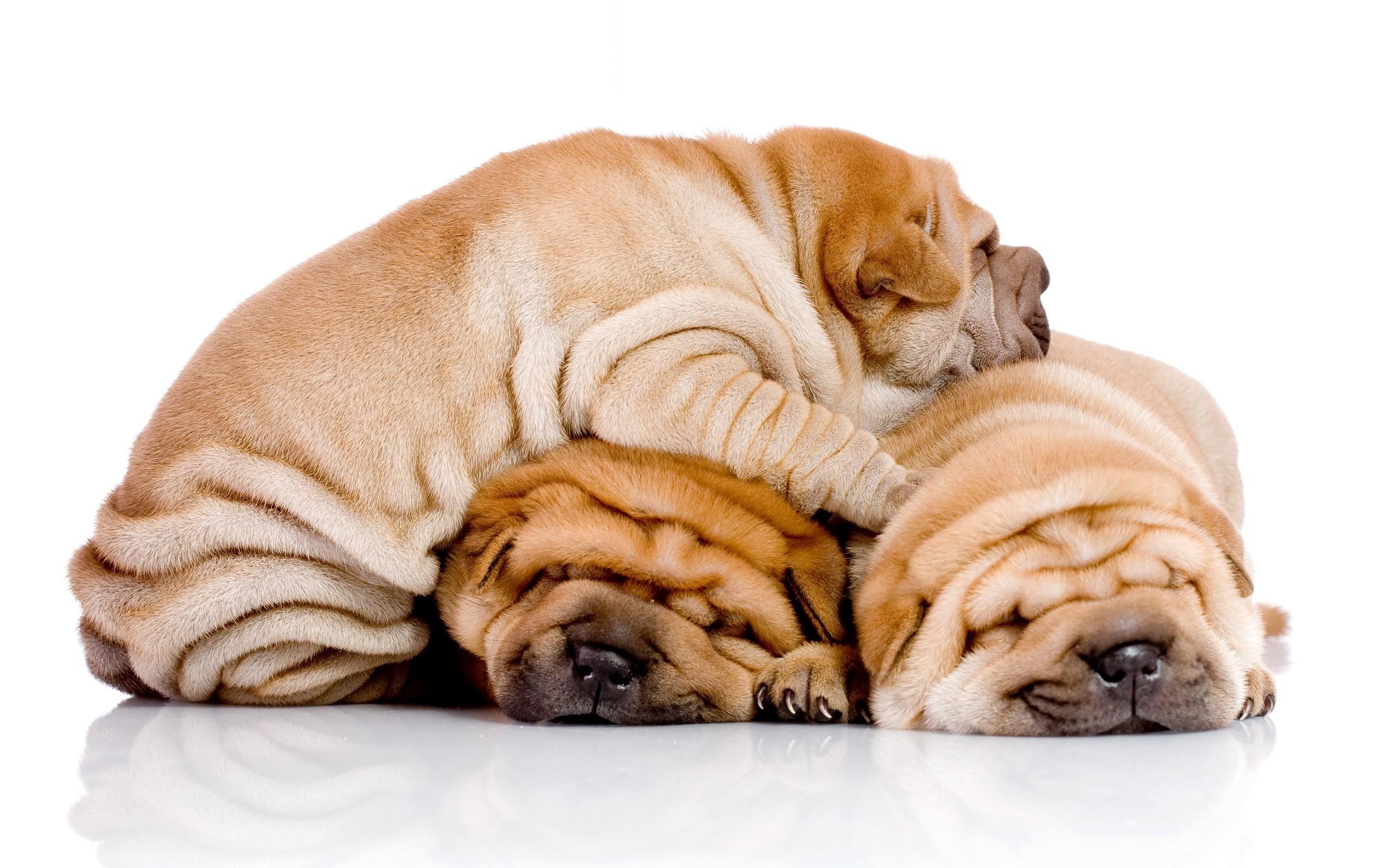 High Resolution Wallpaper = shar pei