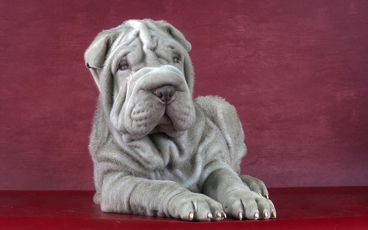 Photo Shar Pei Dogs Grey Animals
